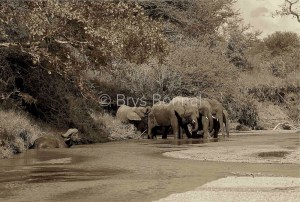 Elephants et buffle